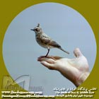 چکاوک کاکلی